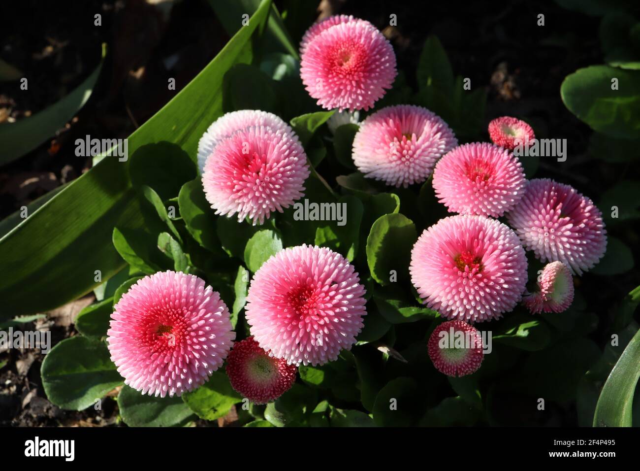 Bellis perennis pomponette ‘Bellissima Rose Bicolor’ Bellis bicolor – pink and white round flowers with tightly quilled petals, March, England, UK Stock Photo