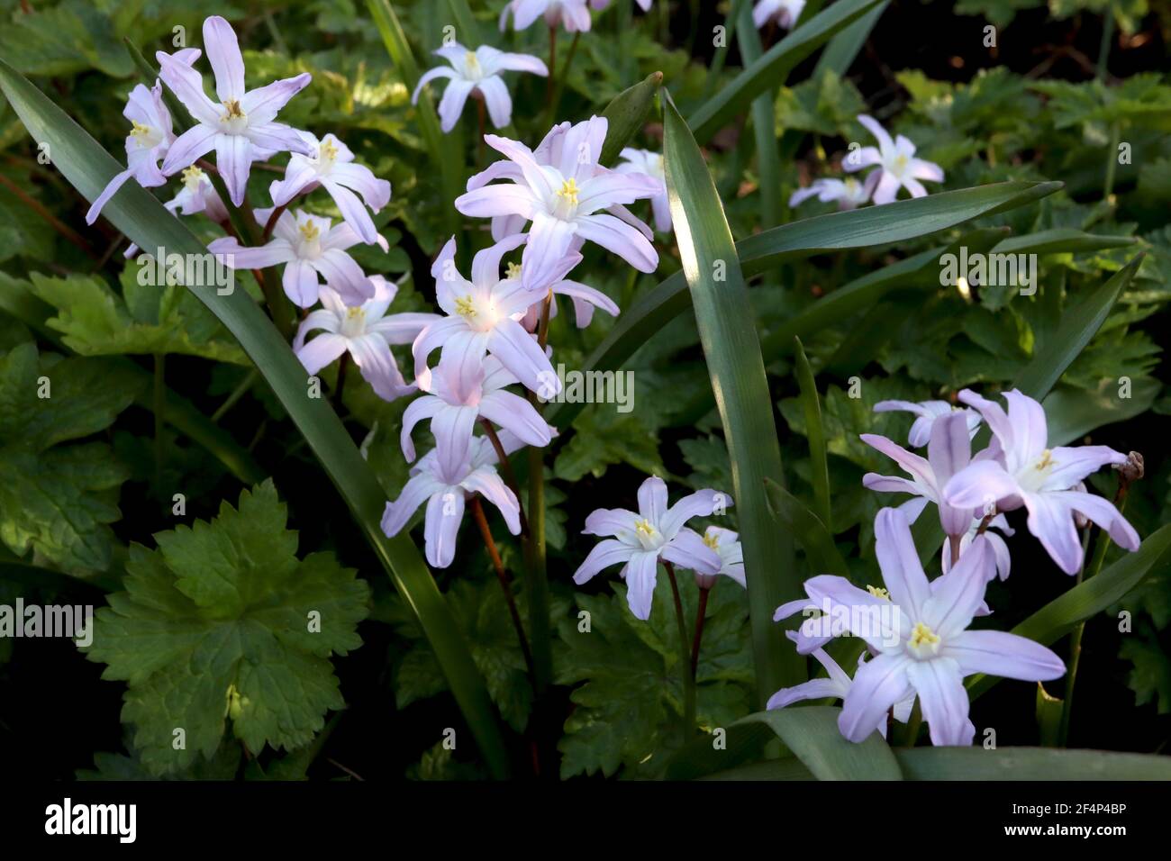 Scilla forbesii chionodoxa ‘Pink Giant’ Squill Pink Giant – shell pink star-shaped flowers with a white centre,   March, England, UK Stock Photo