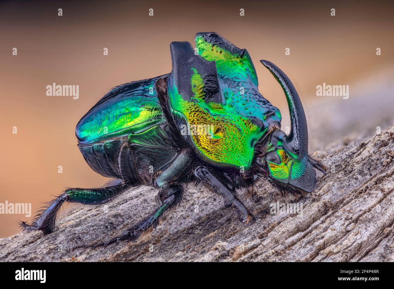 Horned Rhinoceros Scarab Dung Beetle, Phanaeus demon Stock Photo