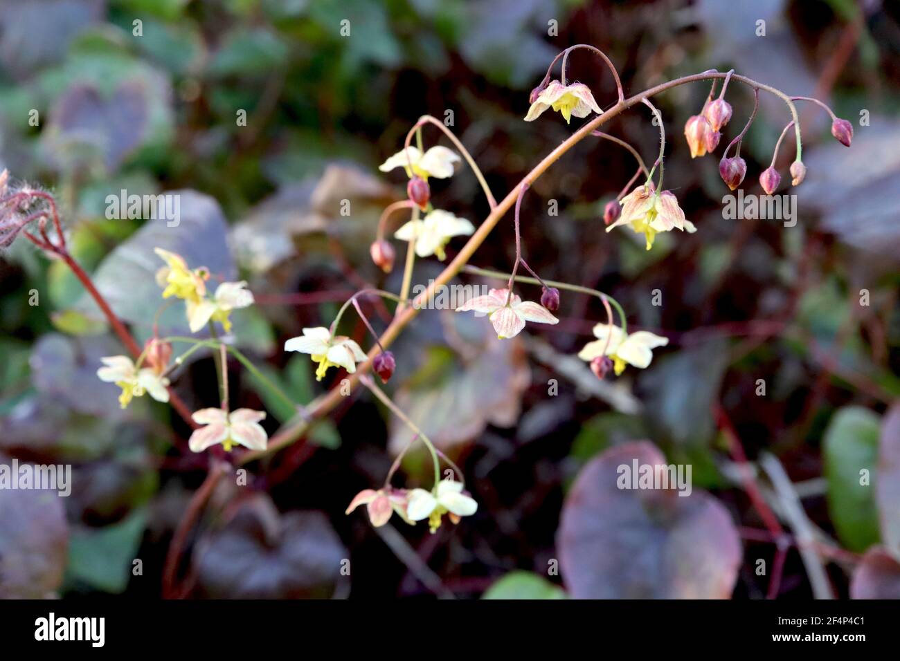 Epimedium pinnatum subsp colchicum ‘Black Sea’ Colchian barrenwort Black Sea – spray of yellow pink-veined flowers with yellow spurs, March, England, Stock Photo