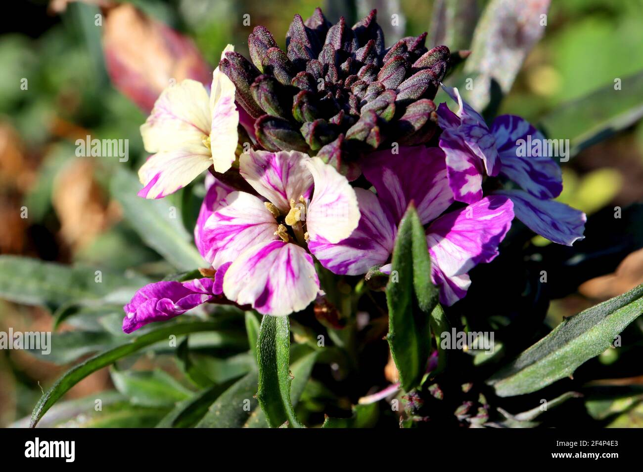 Erysimum cheiri ‘My Old Mum’ or ‘Devon Sunset’ Wallflower My Old Mum or Devon Sunset – white and yellow flowers streaked with purple, March, England, Stock Photo