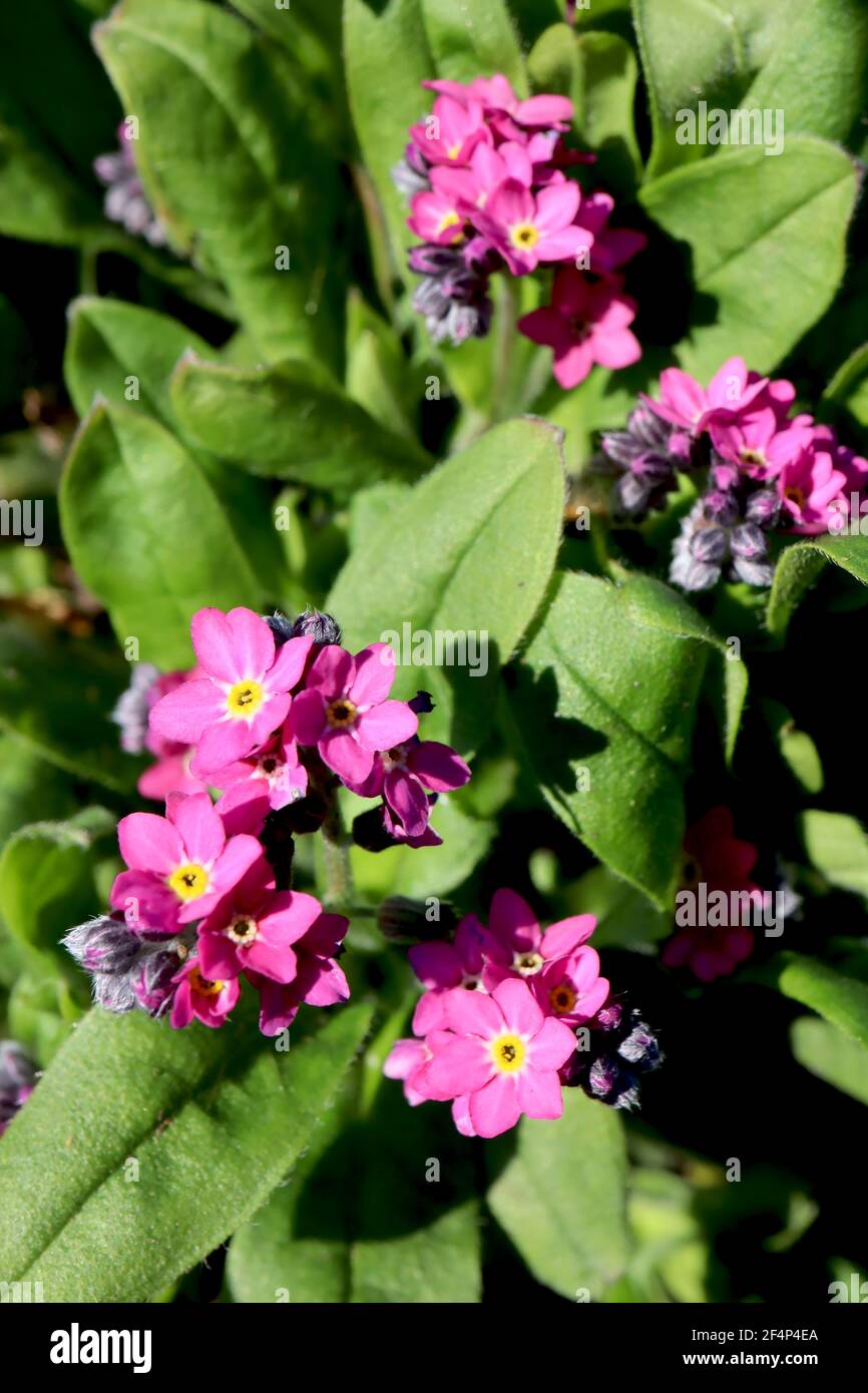 Myosotis alpestris Rose pink forget-me-not – star-shaped pink flowers with yellow centre,  March, England, UK Stock Photo