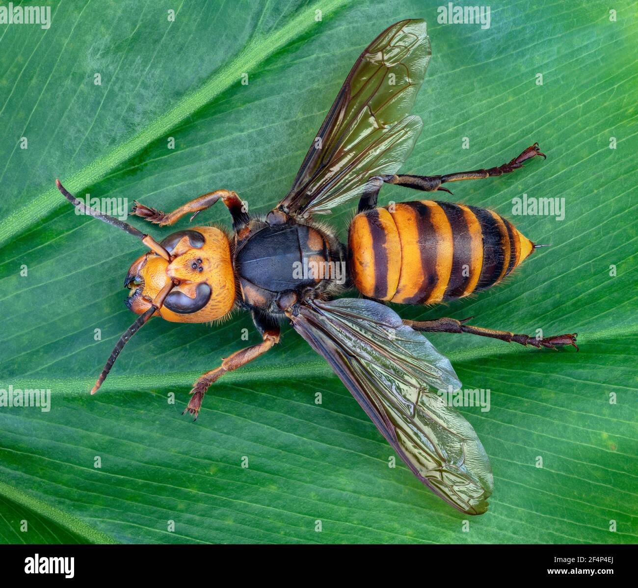 Asian Giant Hornet, Japanese giant hornet, also Murder Hornet (Vespa mandarinia) Stock Photo