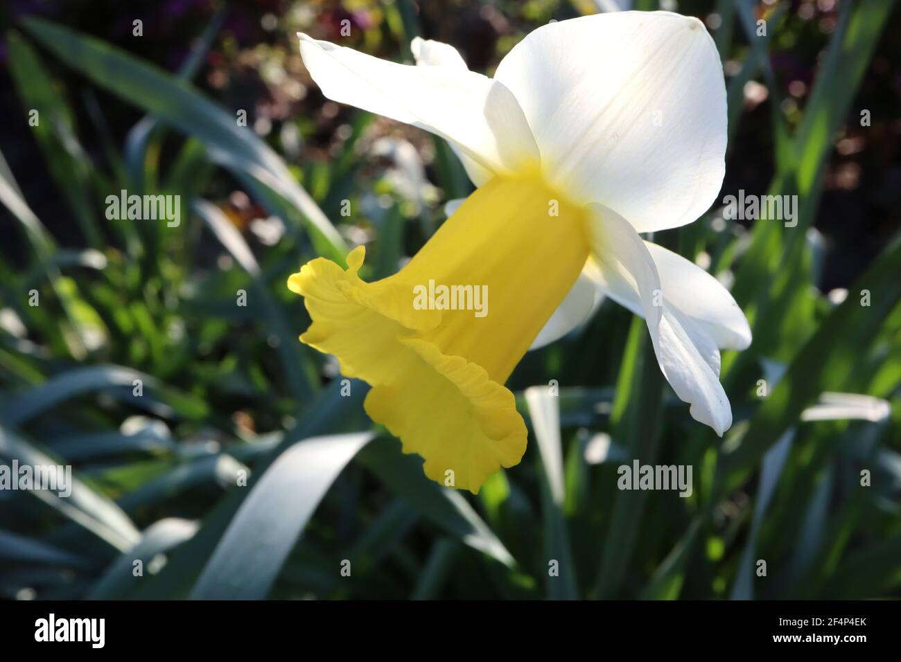 Narcissus ‘Topolino’ Division 1 Trumpet Daffodils  Topolino daffodil - white petals with large golden yellow frilled cup, March, England, UK Stock Photo