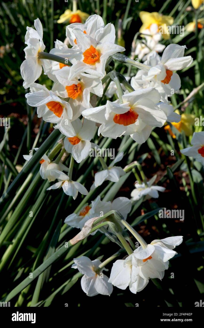 Narcissus ‘Cragford’ / Daffodil Cragford Division 8 Tazetta Daffodils Multi-headed highly scented daffodils with orange cup, March, England, UK Stock Photo