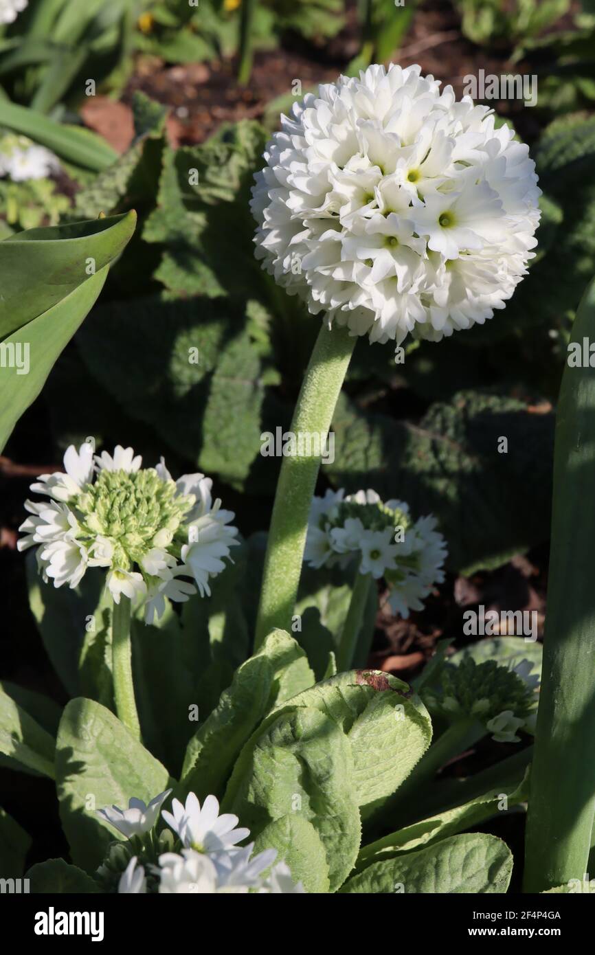Primula denticulata ‘Alba’ drumstick Primrose Alba – white spherical flower head on upright stem,  March, England, UK Stock Photo