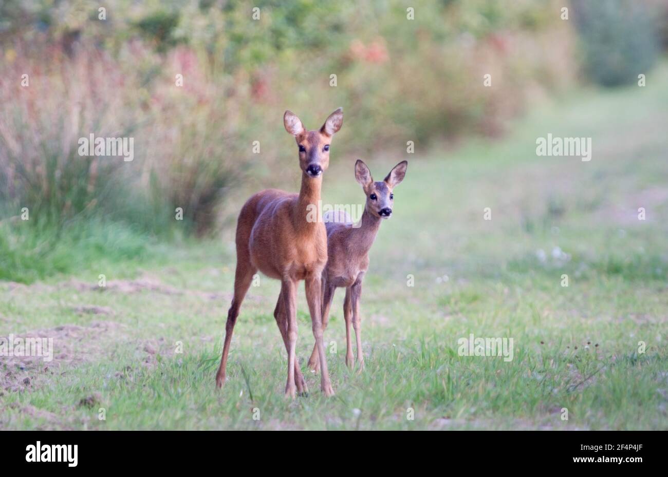 Young female roe deer hi-res stock photography and images - Alamy