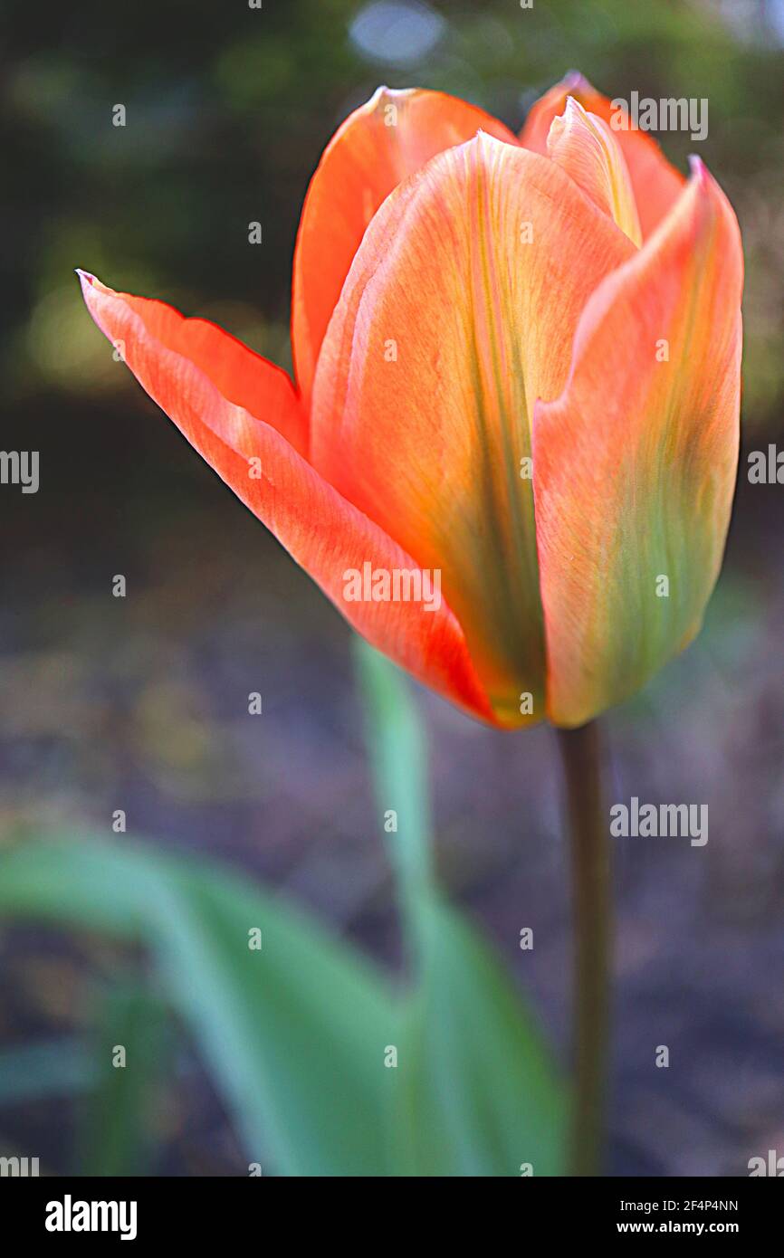 Tulipa ‘Orange Emperor’ Fosteriana 13 Orange Emperor tulip – orange tulips with green flames,  March, England, UK Stock Photo