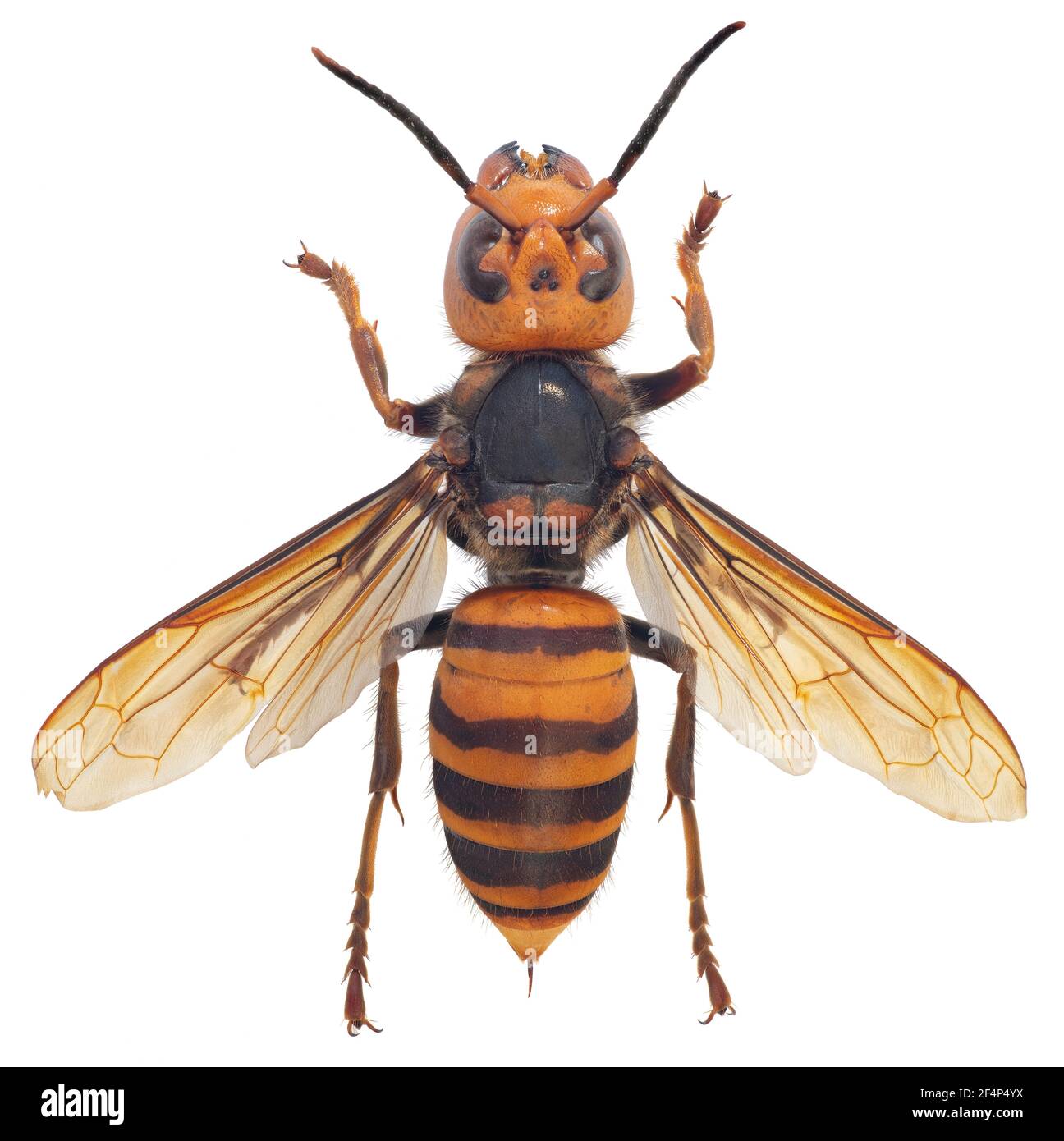 Asian Giant Hornet, Japanese giant hornet, also Murder Hornet (Vespa mandarinia) Stock Photo