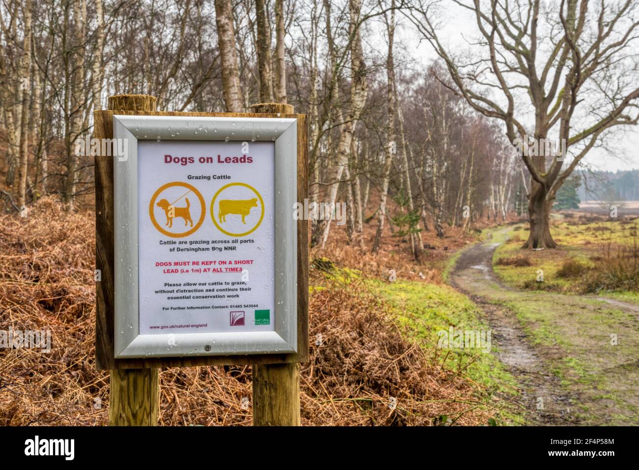 A sign at Dersingham Bog NNR warns that all dogs must be kept on a short lead to avoid disturbing cattle used for conservation grazing. Stock Photo