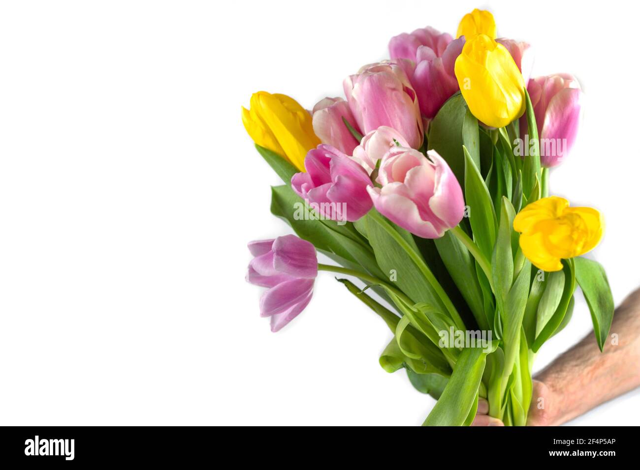 Tulips in a field of tulips. Bright tulips. Colorful tulip flower in the garden. Beautiful tulips on a white background. Isolate. Banner. Place for te Stock Photo