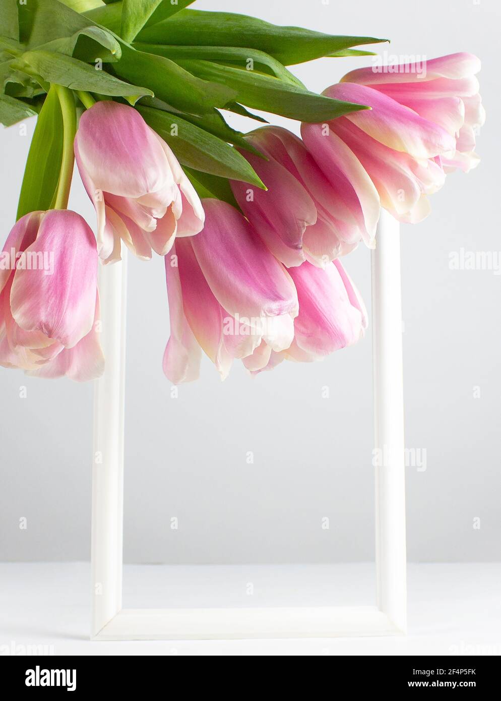 Tulips in a field of tulips. Bright tulips. Colorful tulip flower in the garden. Beautiful tulips on a white background. Pink tulips. Frame. Place for Stock Photo