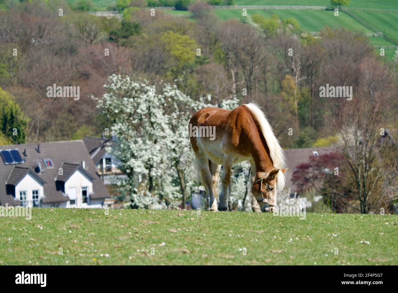 Horse on the meadow of Eipringhausen Stock Photo