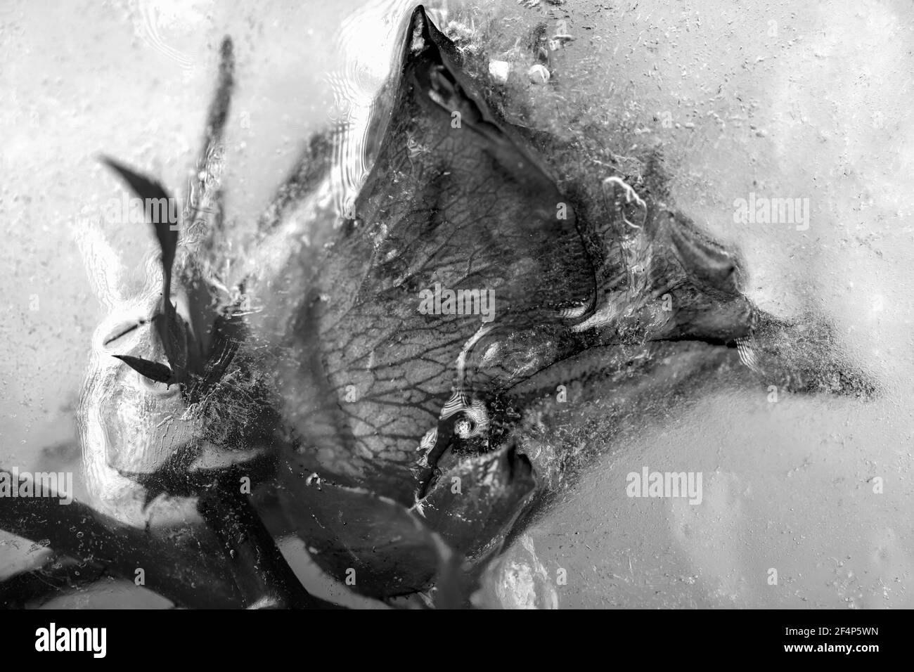 Colourful rose flowers frozen in ice, a symbol of the slow unfreezing of the coming spring. Stock Photo