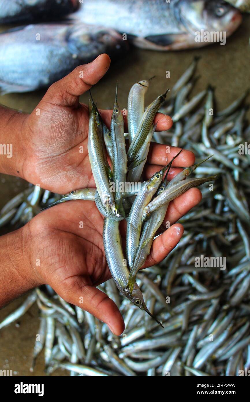 freshly harvested half beak spipe fish in hand Stock Photo