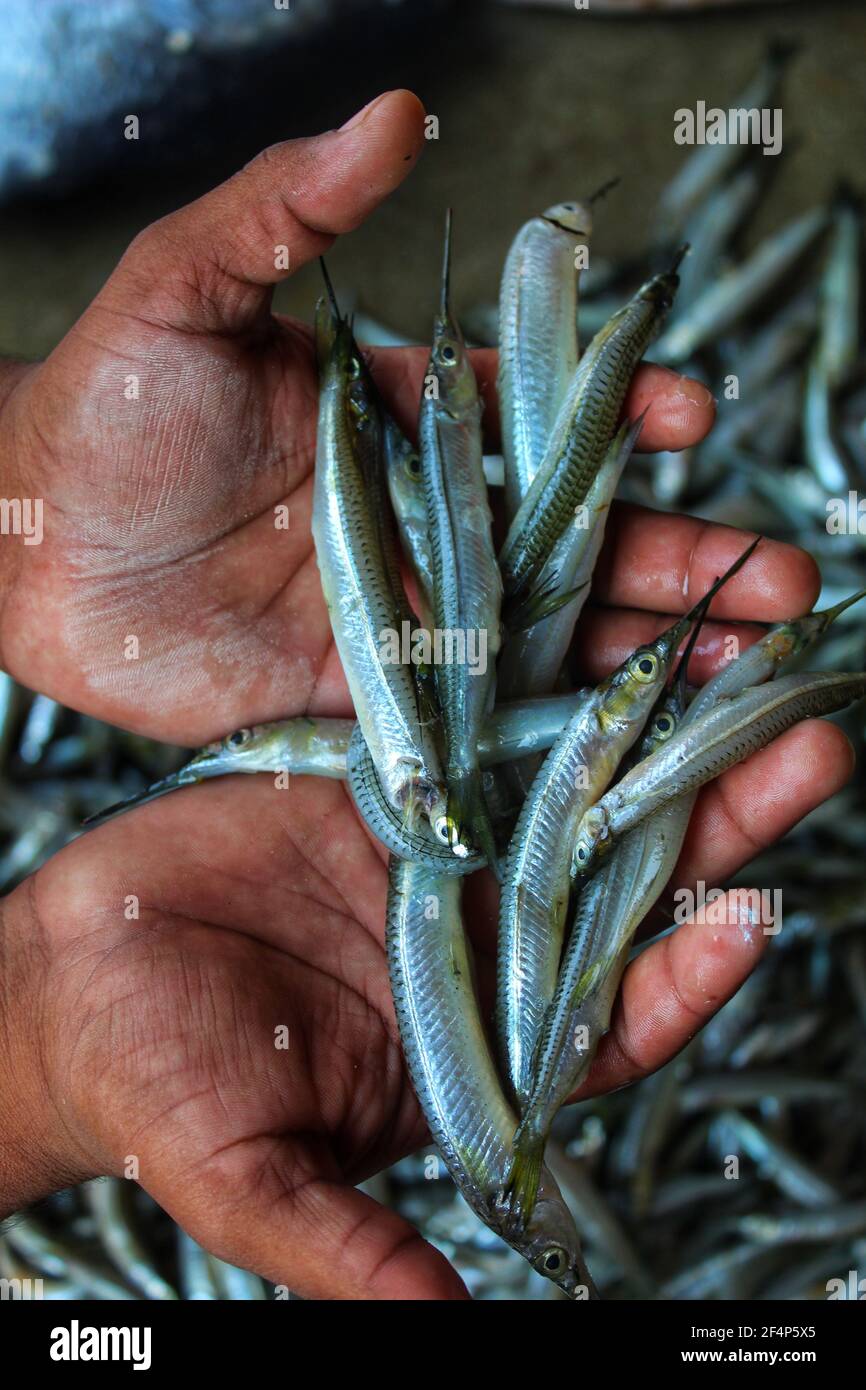 freshly harvested half beak spipe fish in hand Stock Photo