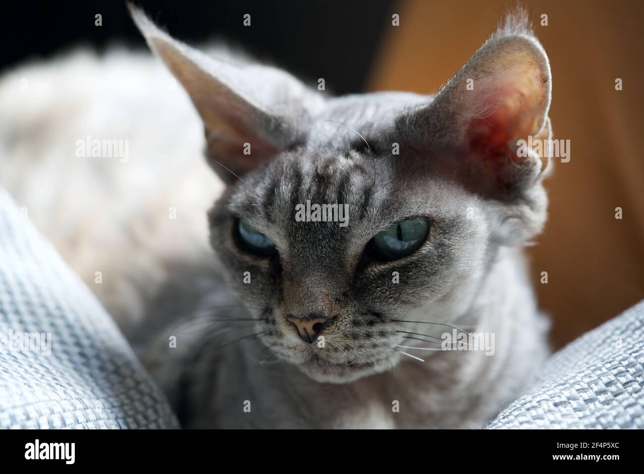 Close-up of a grey Devon Rex cat Stock Photo