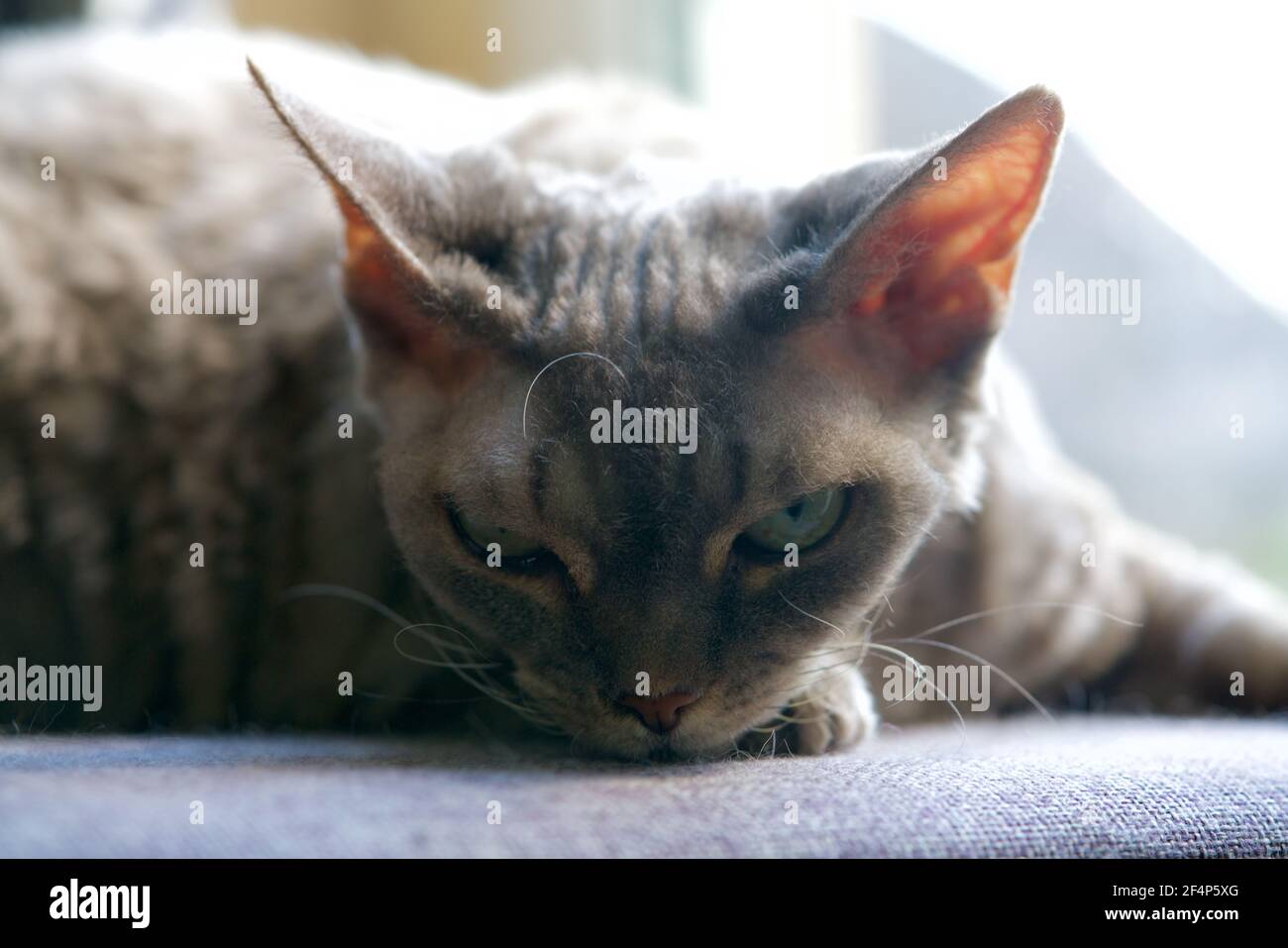 Head of a grey Devon Rex on the buttom Stock Photo