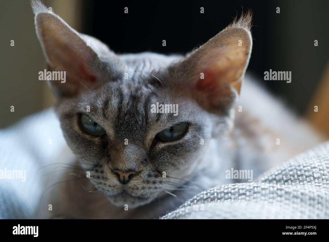 Close-up of a Devon Rex with blue eyes Stock Photo