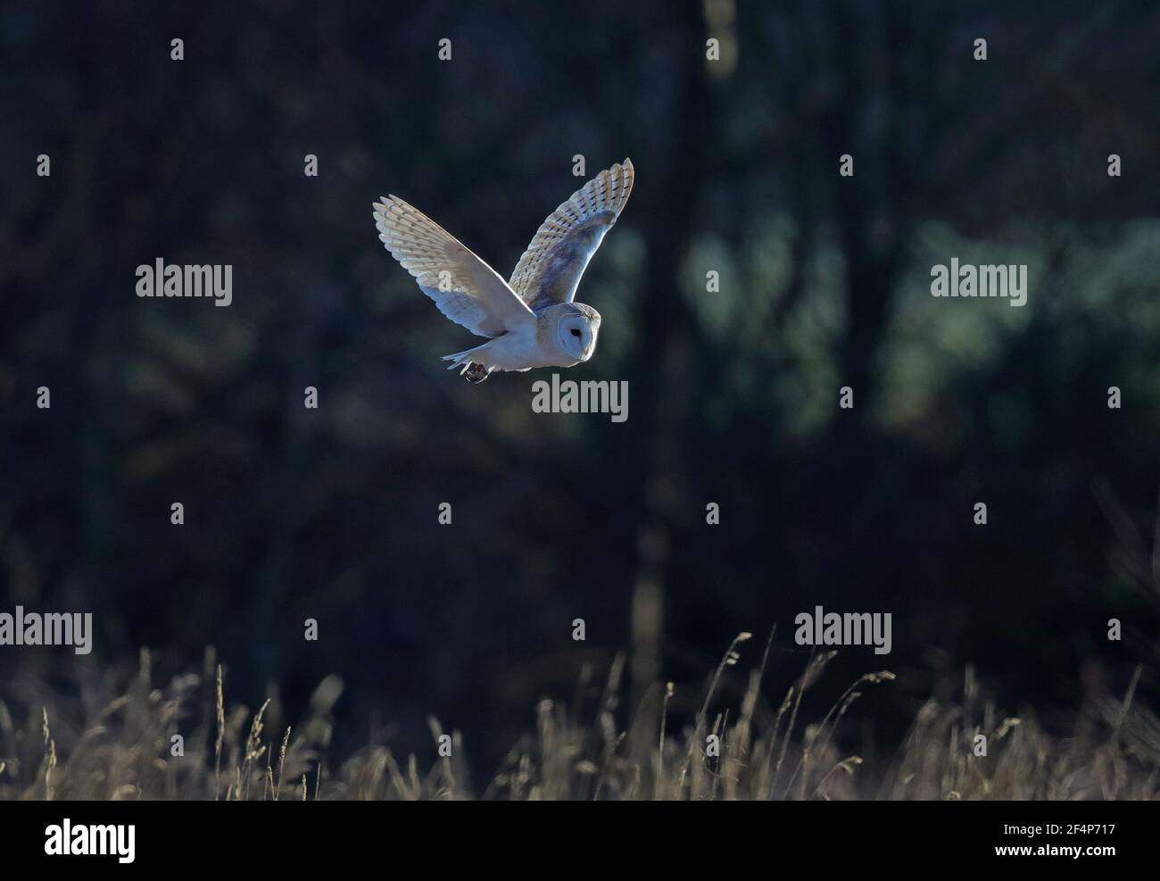 Barn Owl (Tyto alba) Stock Photo