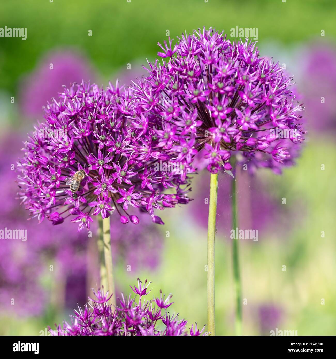 Blooming ornamental allium, allium, in summer Stock Photo Alamy