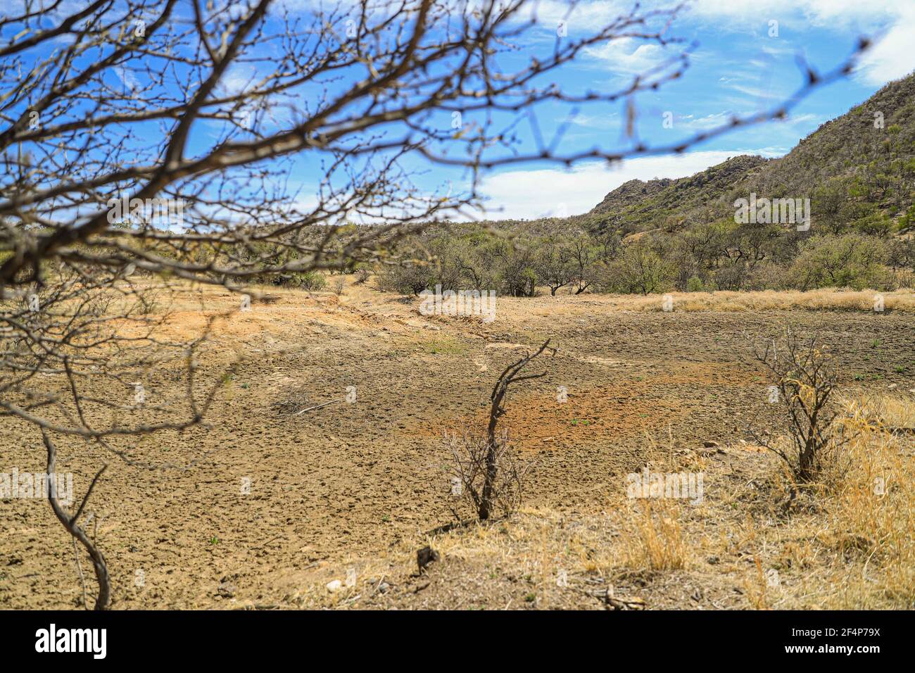 Soil texture, dry branches and ashes in rural area Real del Alamito in  Sonora, Mexico  Photo: (Photo by Luis Gutierrez / Norte Photo)  dry,  dry Stock Photo - Alamy