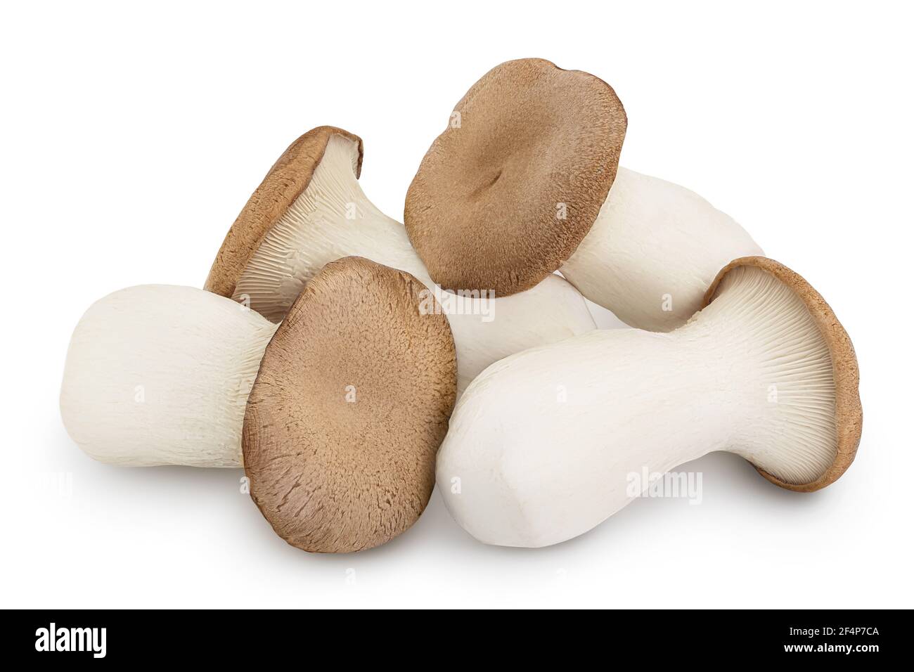 King Oyster mushroom or Eringi isolated on white background with clipping path and full depth of