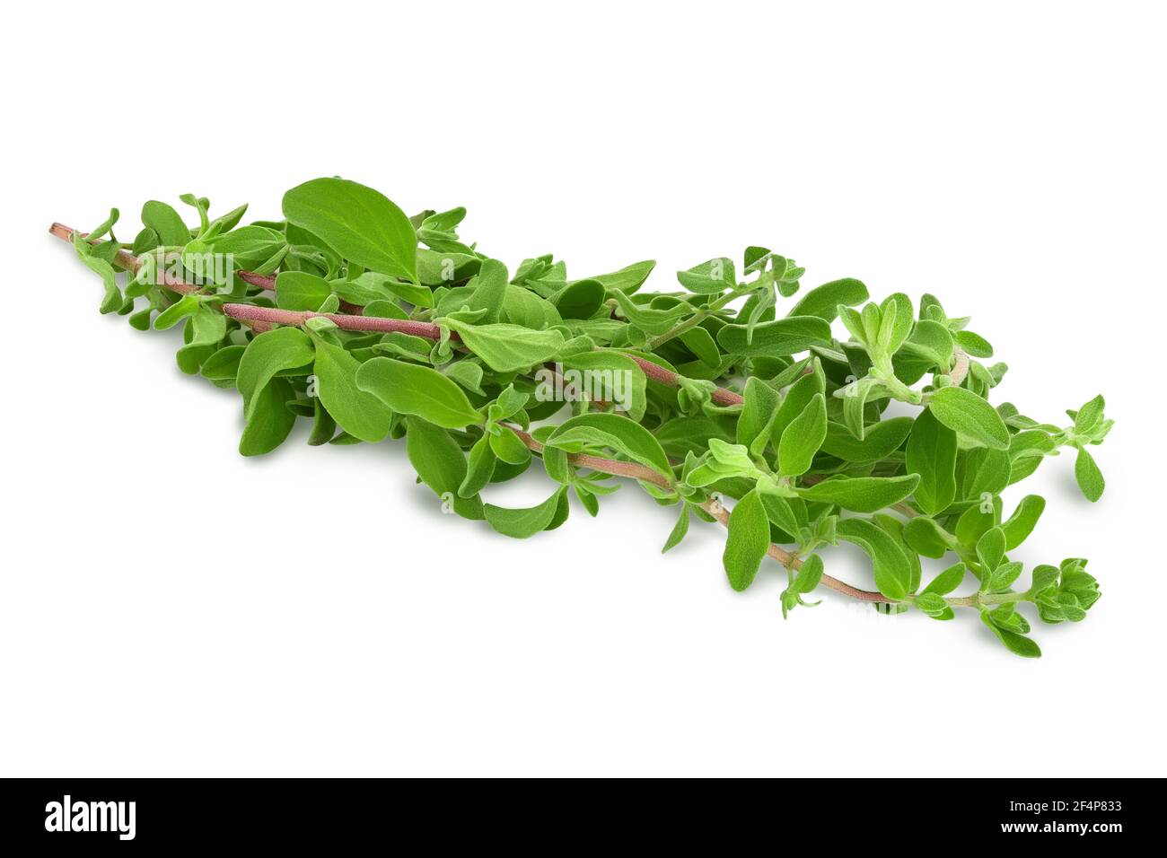 Oregano or marjoram leaves isolated on white background with clipping path and full depth of