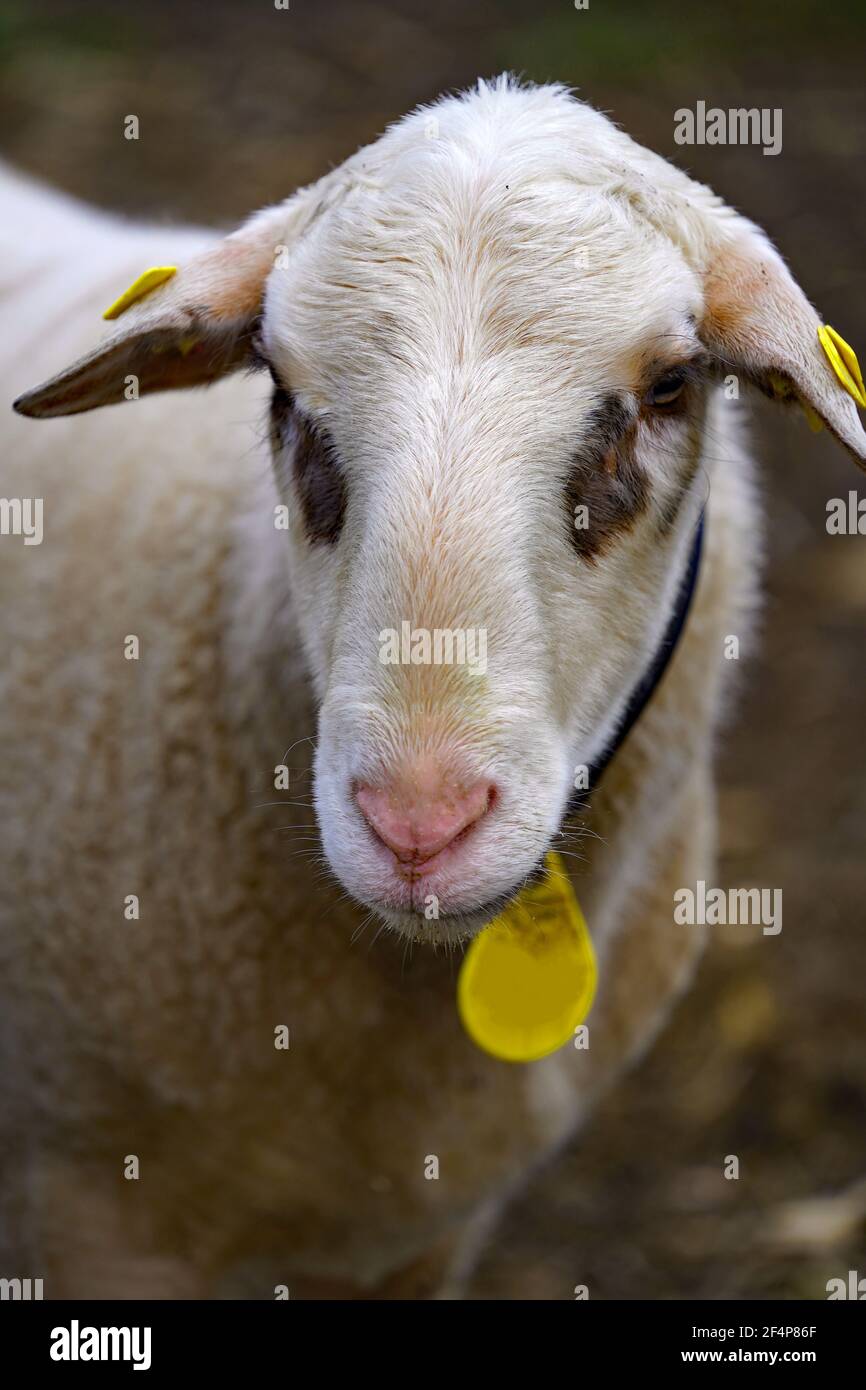 Portrait of a sheep. An ewe. This breed is a cross between German and