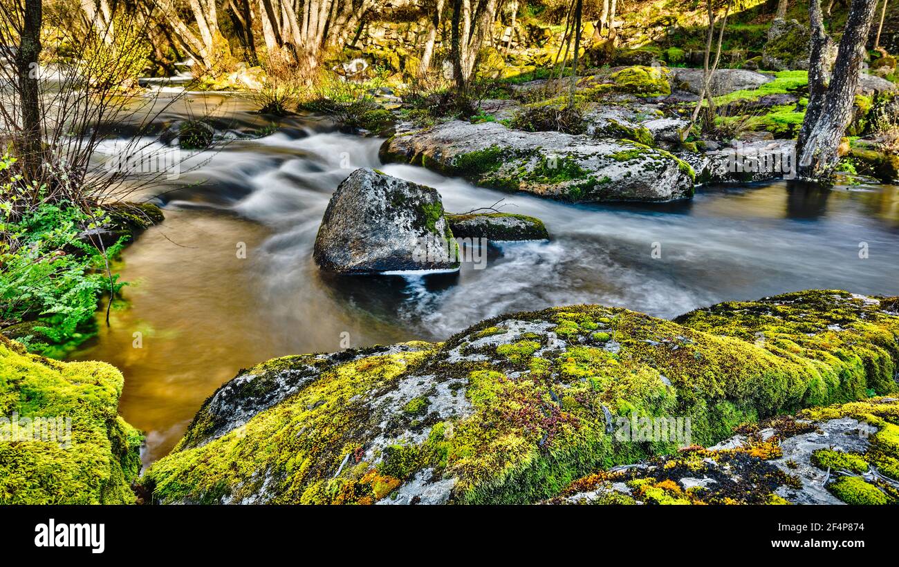 long term exposure photo of forest with river rapids in the foreground Stock Photo