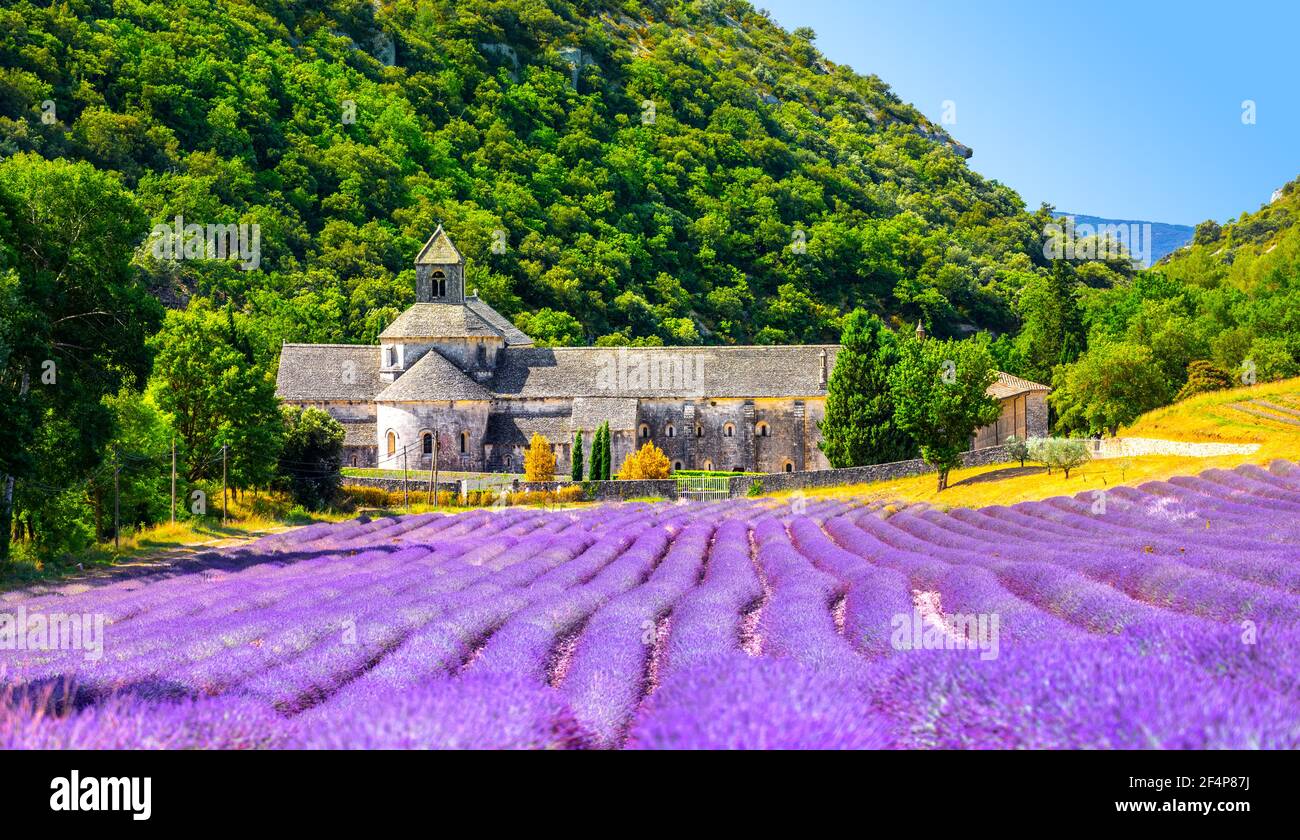 Senanque Abbey Gordes Provence Lavender Fields Notre Dame De Senanque senanque-abbey-gordes-provence-lavender-fields-notre-dame-de-senanque