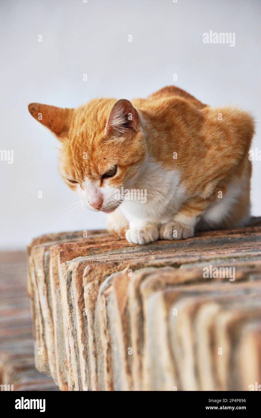 Ginger and white Cat on Stone Wall Stock Photo - Alamy