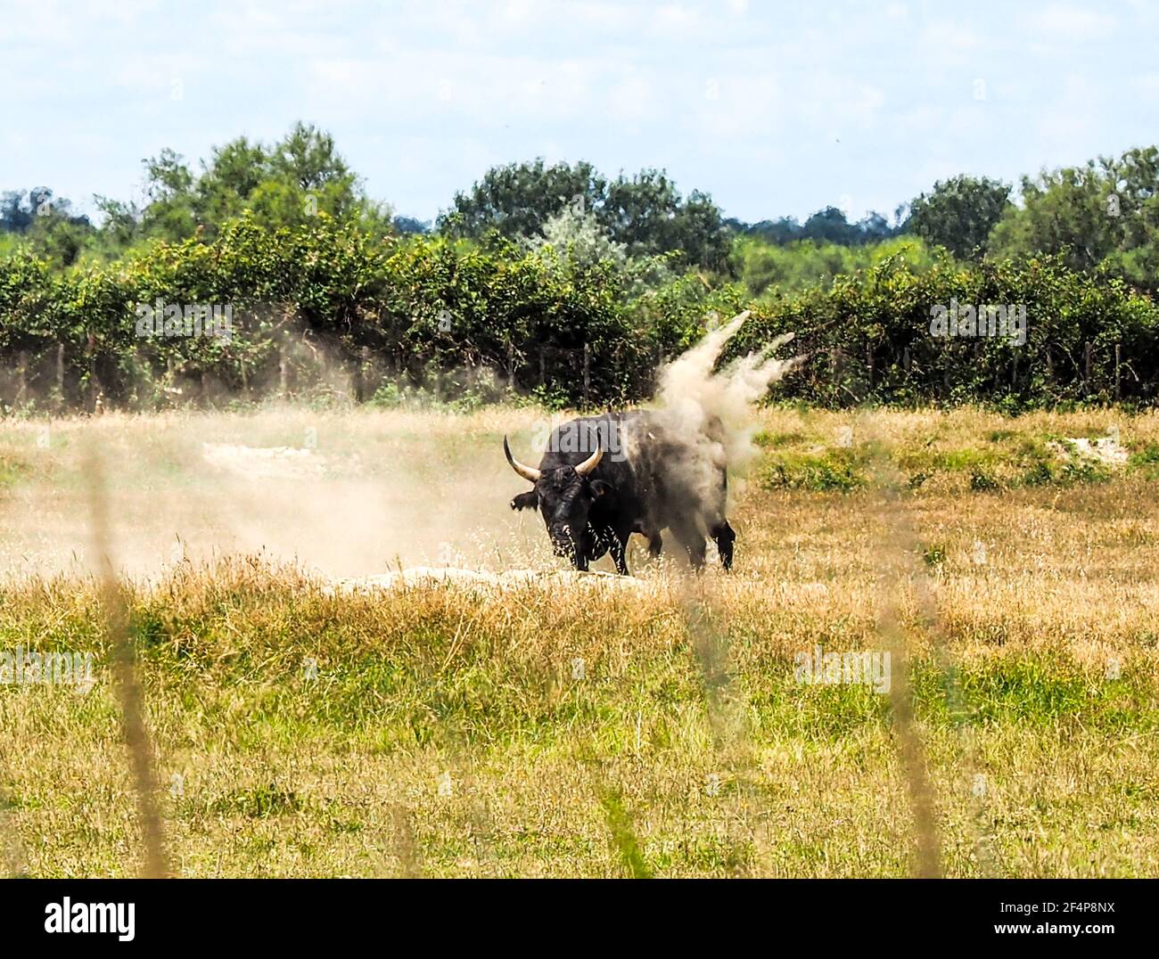 Bull in Camargue, France is angry and raising dust. Stock Photo