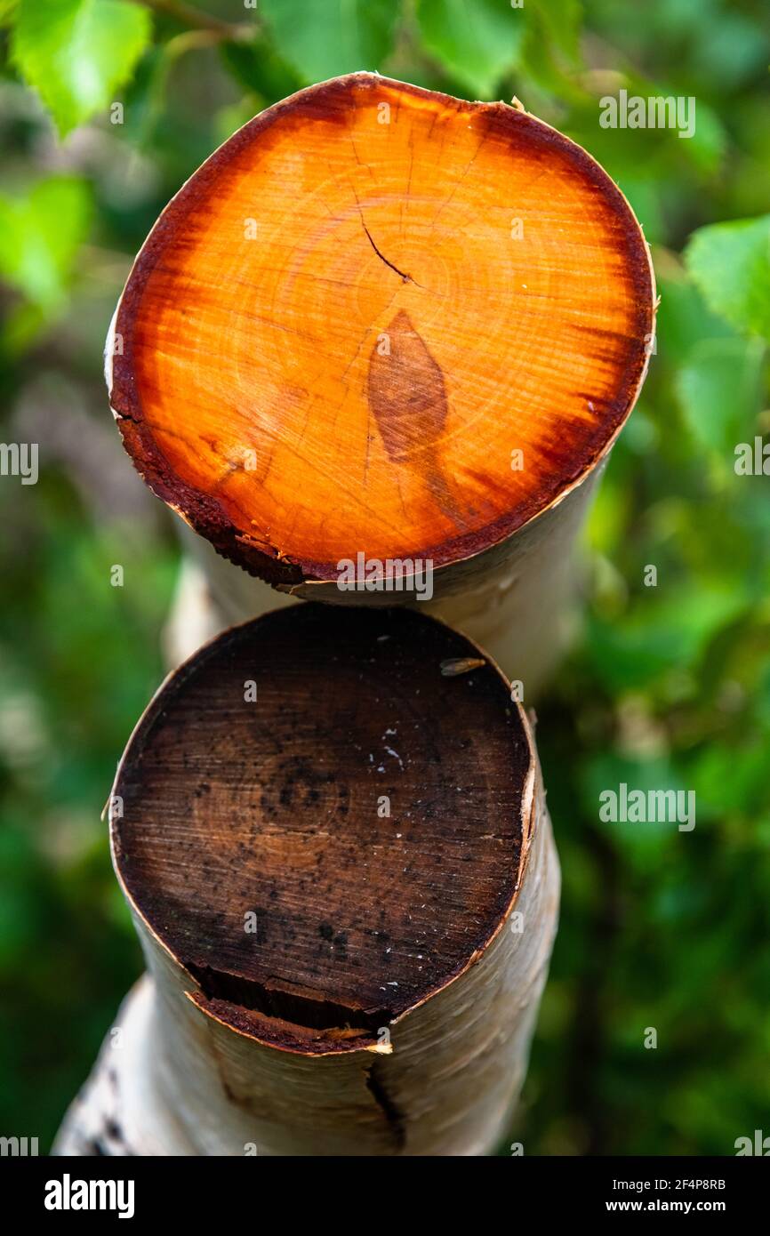 Bright orange section of birch trees of Mount Etna volcano, Italy Stock Photo