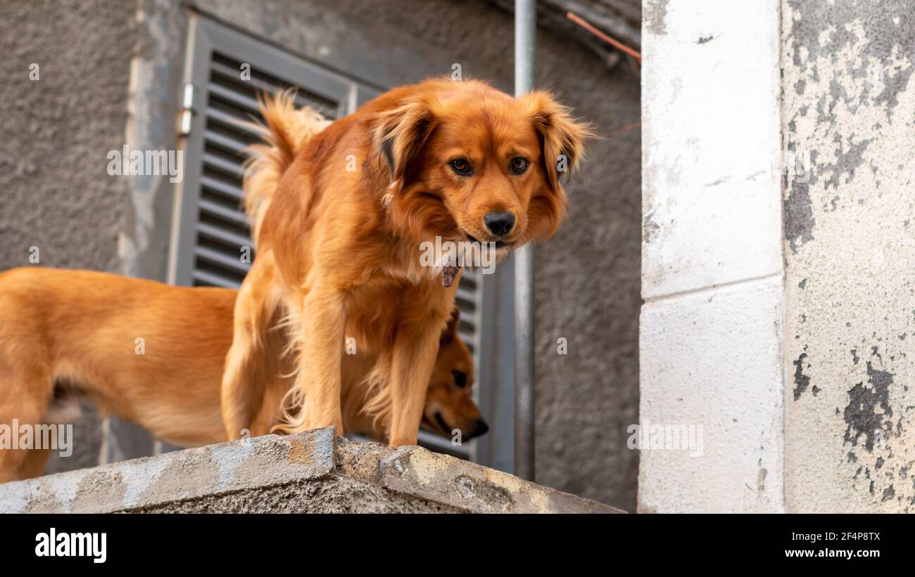two brown purebred dogs on a rooftop, Madeira, Portugal Stock Photo