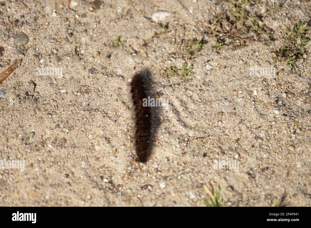 Black hairy caterpillar hi-res stock photography and images - Alamy