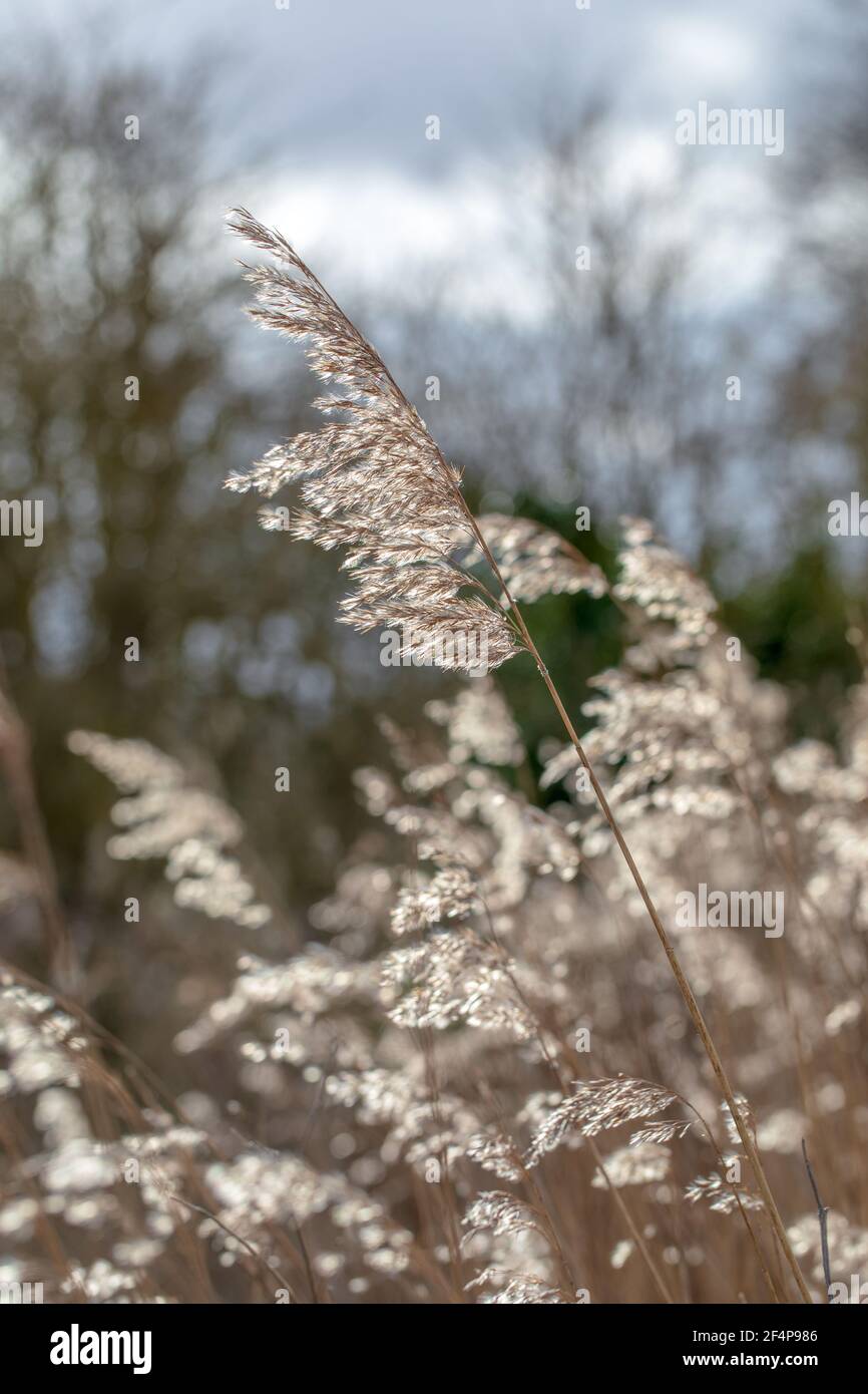 Backlit Norfolk reeds (phragmites) Stock Photo