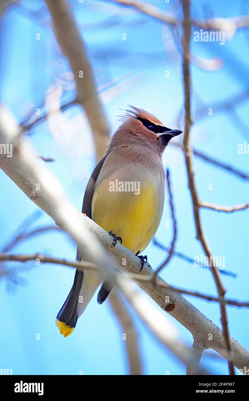 Portrait of a cedar waxwing songbird, Bombycilla cedrorum, a small passerine song bird common throughout the United States and Canada. Stock Photo