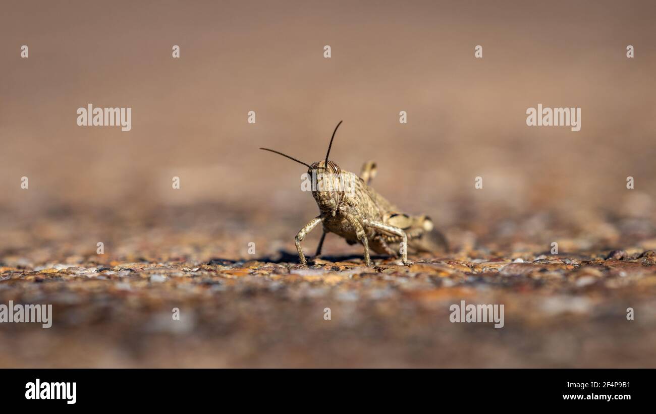 Selective focus close-up of earth colors cricket grasshopper locust on the ground Stock Photo