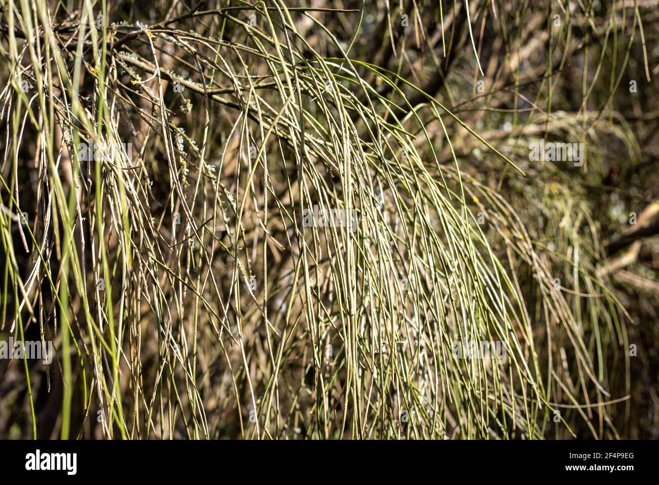 Weeping tree broom hires stock photography and images Alamy