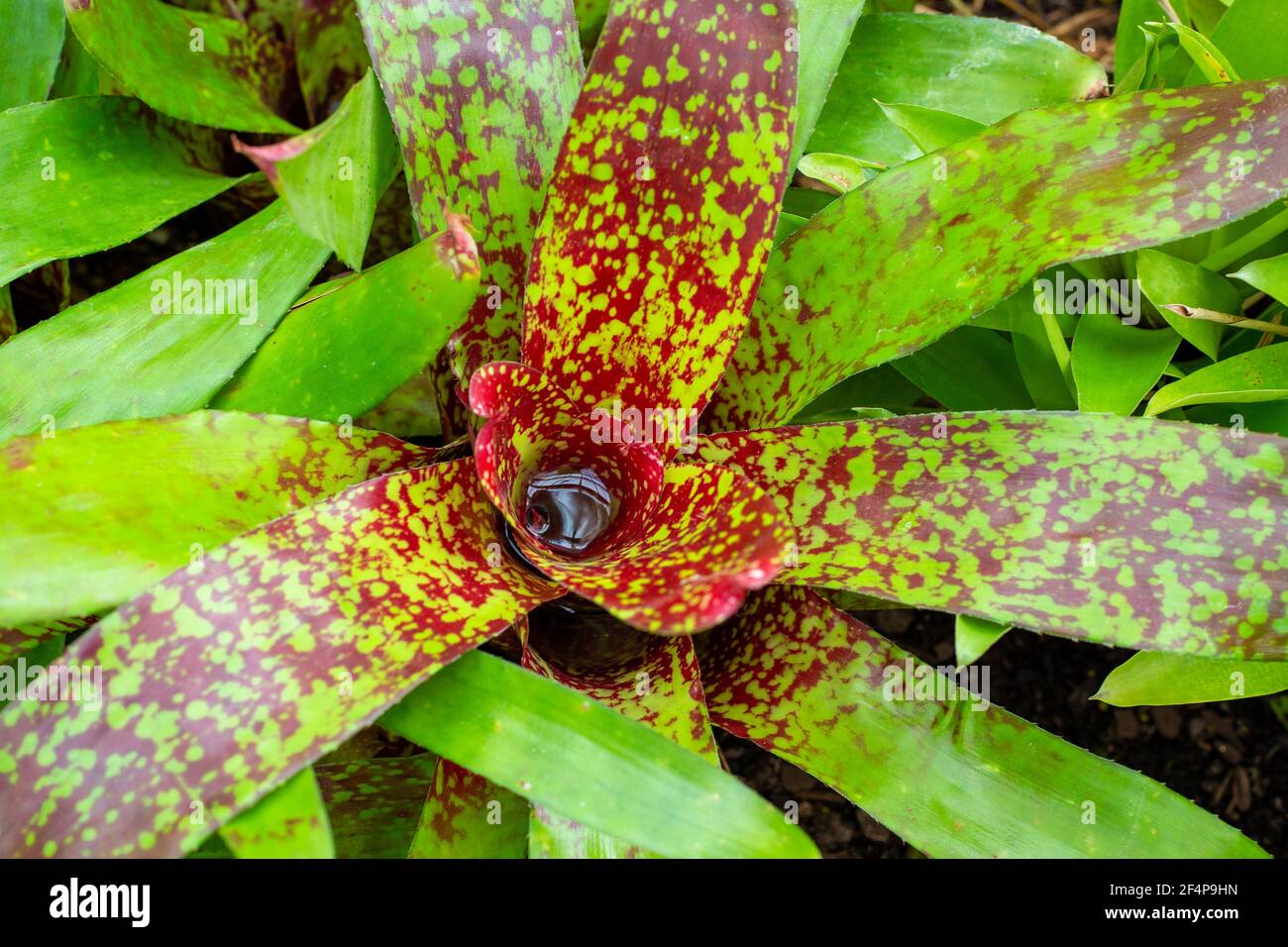 A bromeliad, Neoregelia Gold Fever, on display in the greenhouse at the Public Gardens in Canterbury, New Zealand Stock Photo