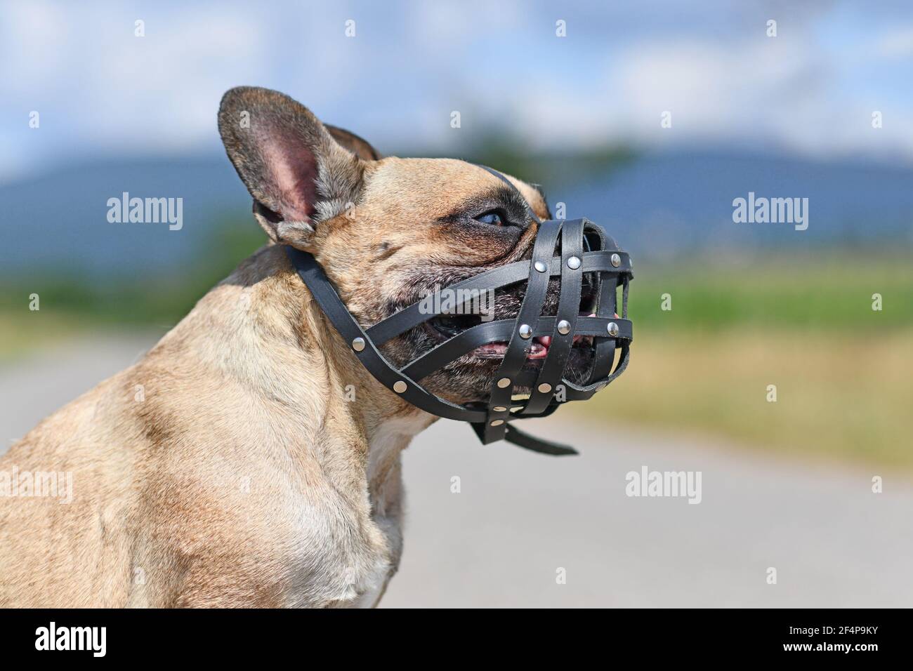 Do Dogs Have To Wear Muzzles In France