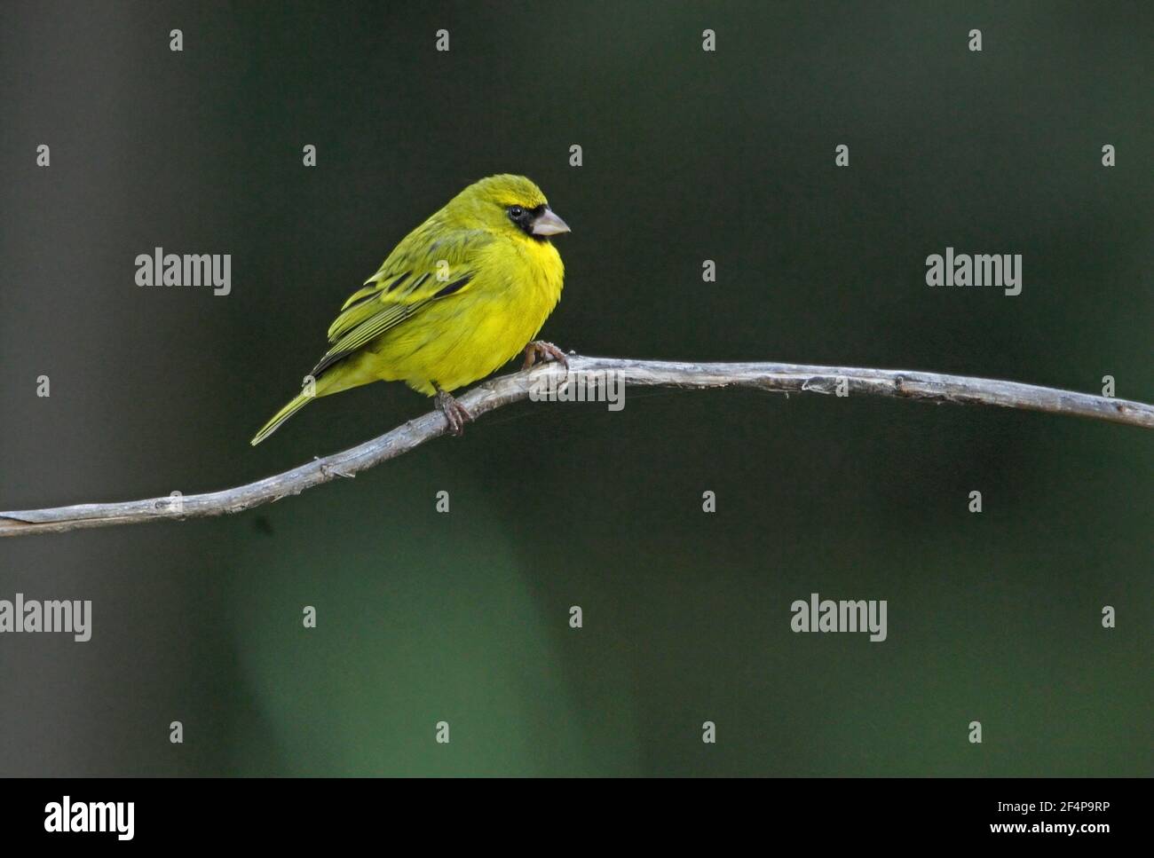 Serinus citrinelloides hi-res stock photography and images - Alamy