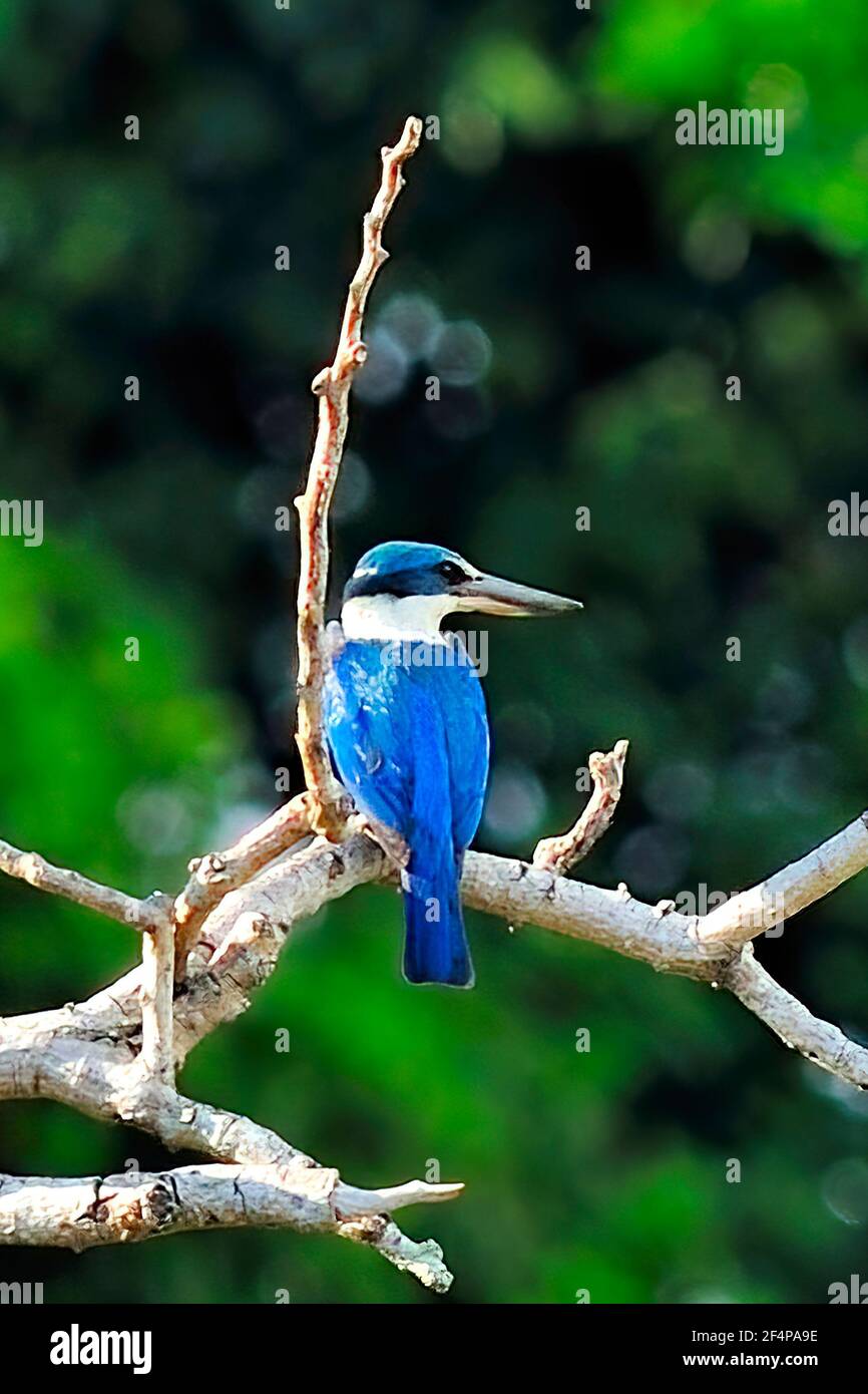 Collared Kingfisher Todiramphus Chloris Kota Kinabalu Sabah Malaysia Borneo Island Stock Photo Alamy