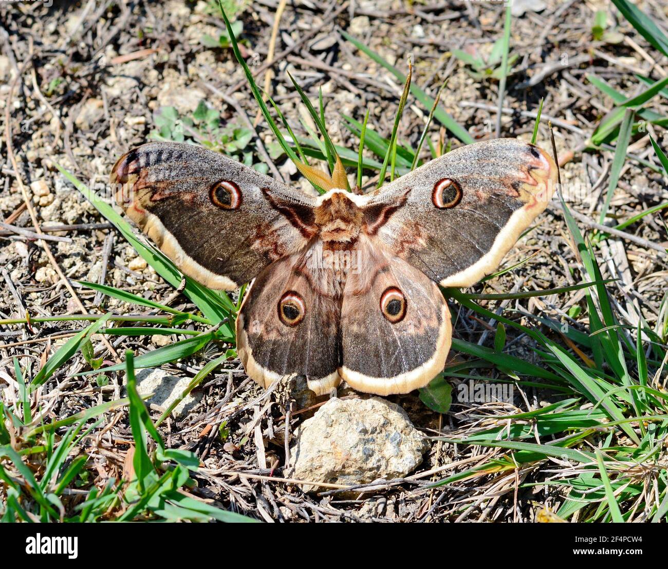 The small emperor moth (Saturnia pavonia Stock Photo - Alamy