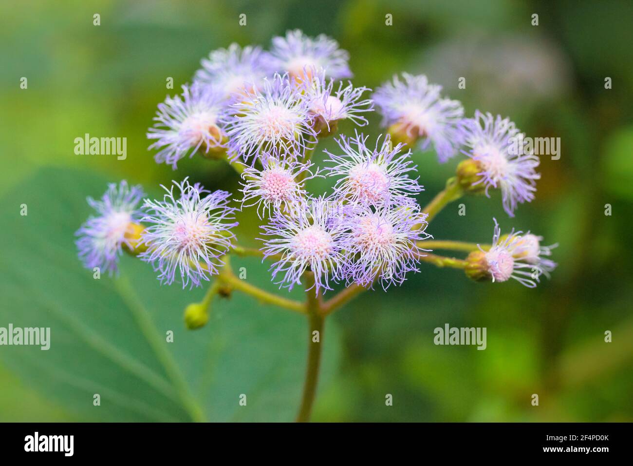 Conoclinium coelestinum. Blue wildflower, North American species of herbaceous perennial flowering plant. Floral background. Purple fluffy flower clos Stock Photo