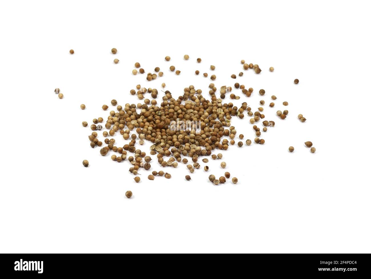 Coriander seeds isolated on white background. Pile of coriander seeds