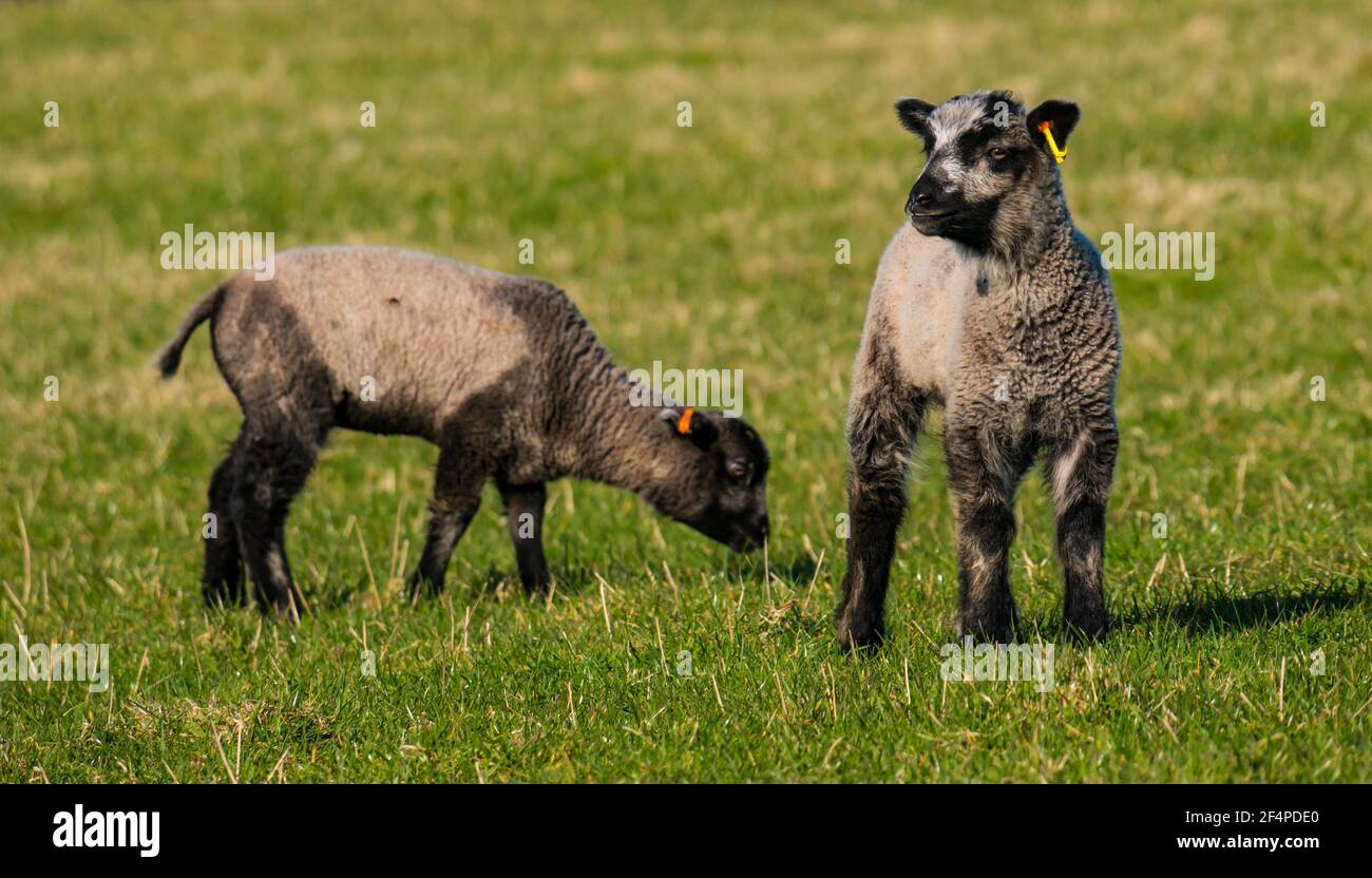 Cute female Katmoget coloured Shetland sheep Spring twin lambs in green field in sunshine, Scotland, UK Stock Photo