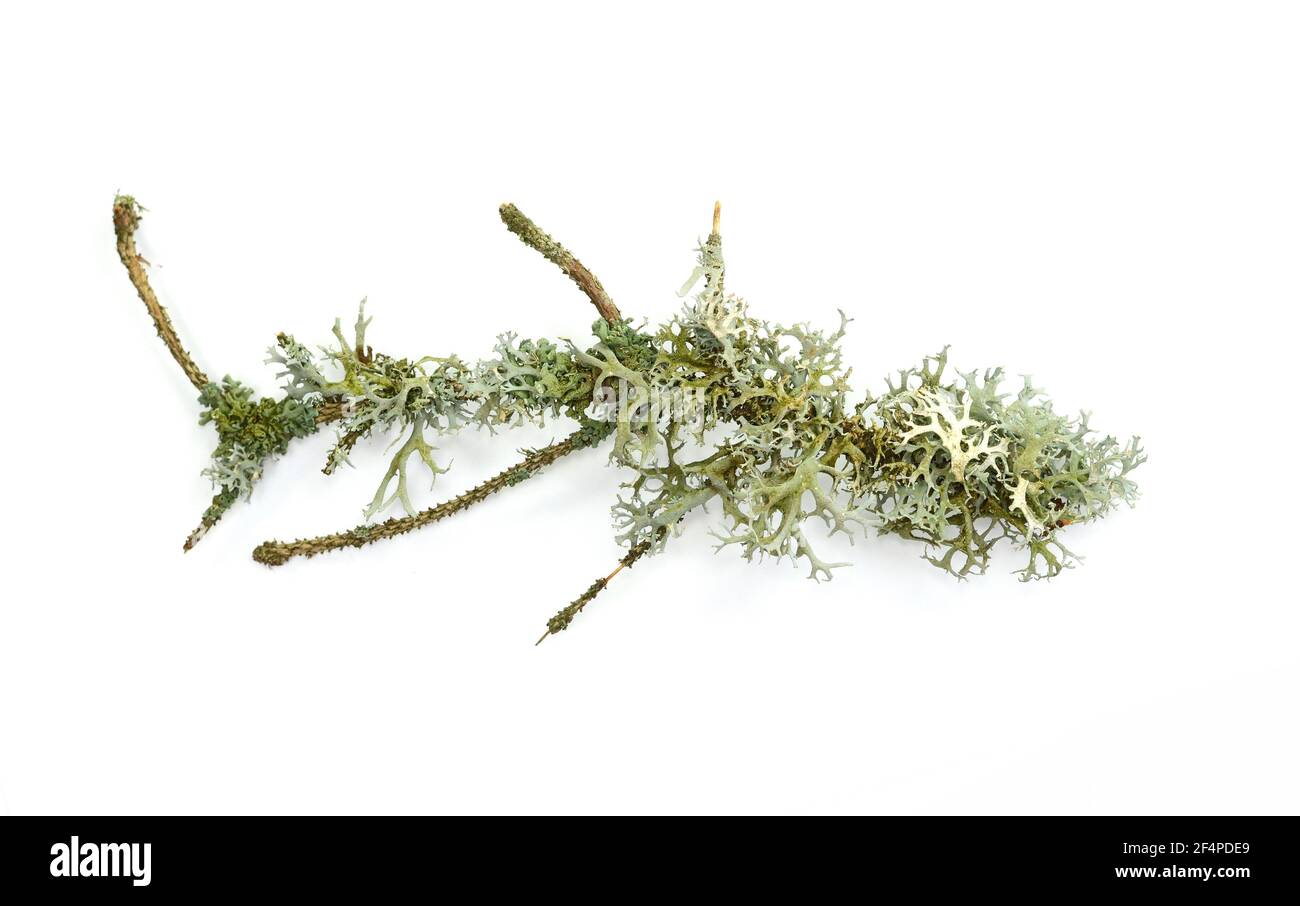 Lichen on twig isolated on white background Stock Photo