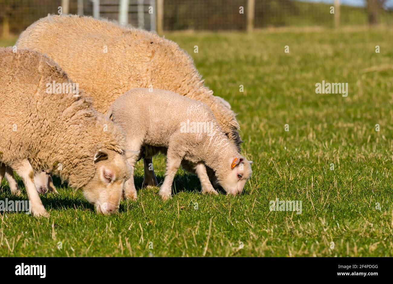 Cute white female Shetland sheep Spring lamb and ewes in green field in ...